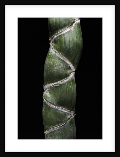 Phyllostachys edulis var. heterocycla (tortoiseshell bamboo, Kikkouchiku) by Anonymous