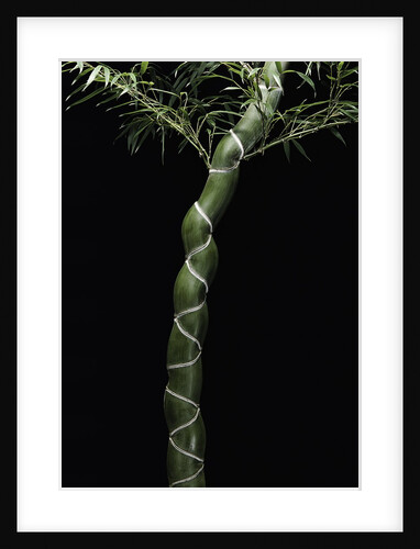 Phyllostachys edulis var. heterocycla (tortoiseshell bamboo, Kikkouchiku) by Anonymous