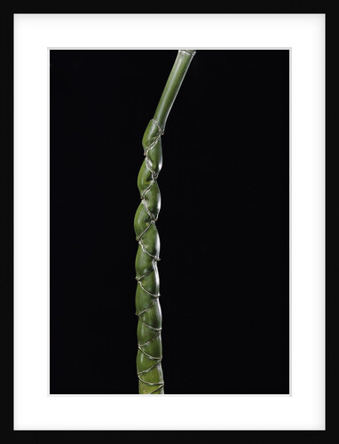 Phyllostachys edulis var. heterocycla (tortoiseshell bamboo, Kikkouchiku) by Anonymous