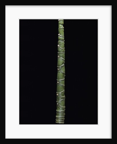 Phyllostachys edulis var. heterocycla (tortoiseshell bamboo, Kikkouchiku) by Anonymous