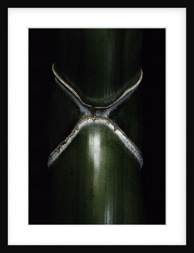 Phyllostachys edulis var. heterocycla (tortoiseshell bamboo, Kikkouchiku) by Anonymous