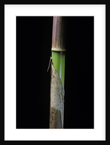 Phyllostachys flexuosa (sinuate bamboo) - young culm by Anonymous