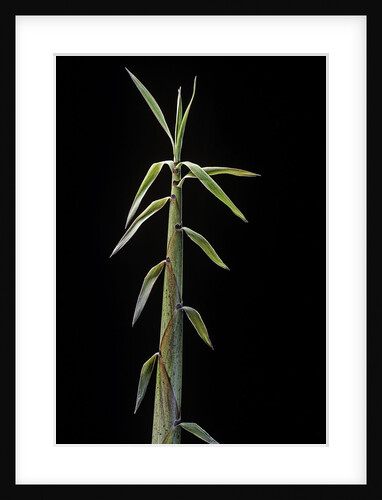 Phyllostachys flexuosa (sinuate bamboo) - shoot by Anonymous