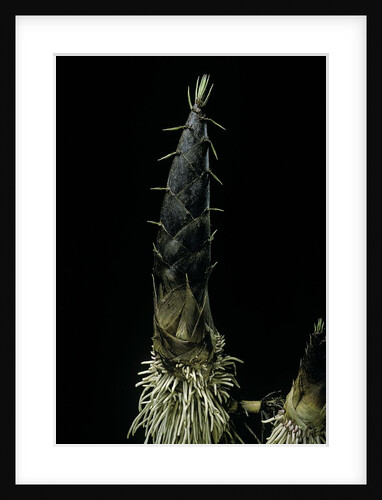Phyllostachys pubescens (Moso bamboo) - shoot by Anonymous