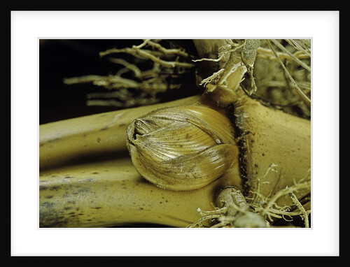 Phyllostachys pubescens (Moso bamboo) - rhizome bud by Anonymous