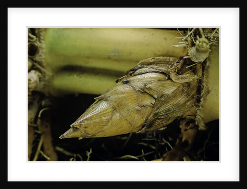 Phyllostachys pubescens (Moso bamboo) - rhizome bud by Anonymous