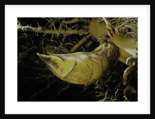 Phyllostachys pubescens (Moso bamboo) - rhizome bud by Anonymous