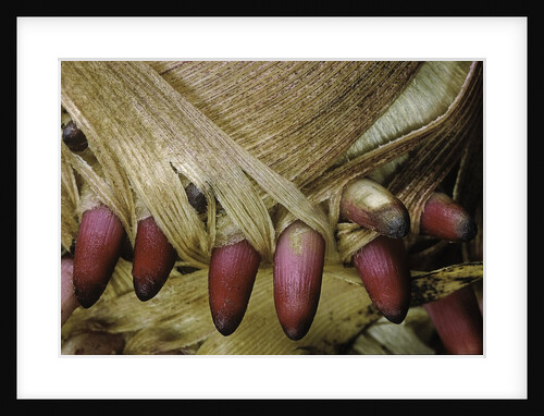 Phyllostachys pubescens (Moso bamboo) - young roots by Anonymous