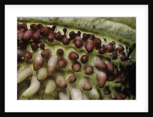 Phyllostachys pubescens (Moso bamboo) - young roots by Anonymous