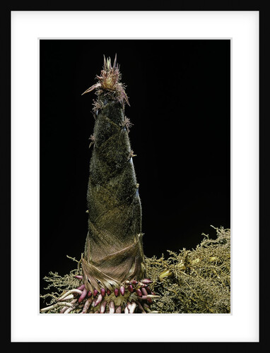 Phyllostachys pubescens (Moso bamboo) - shoot by Anonymous