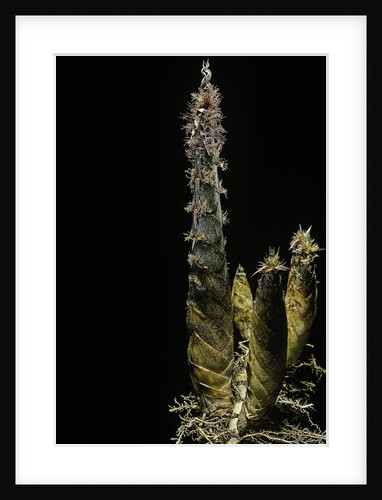 Phyllostachys pubescens (Moso bamboo) - shoot by Anonymous