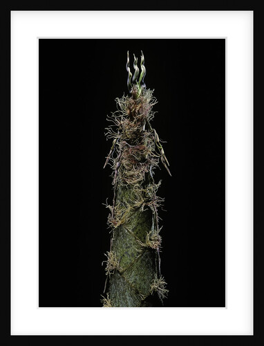 Phyllostachys pubescens (Moso bamboo) - shoot by Anonymous