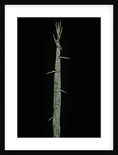 Phyllostachys pubescens (Moso bamboo) - shoot by Anonymous
