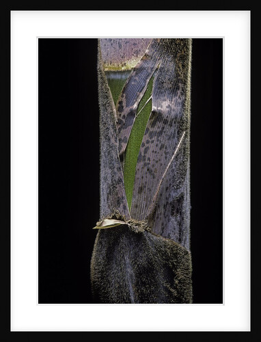 Phyllostachys pubescens (Moso bamboo) - young culm by Anonymous