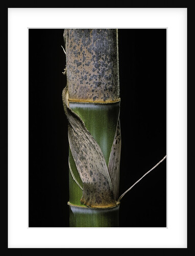 Phyllostachys pubescens (Moso bamboo) - young culm by Anonymous