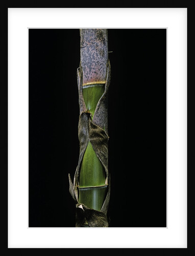 Phyllostachys pubescens (Moso bamboo) - young culm by Anonymous
