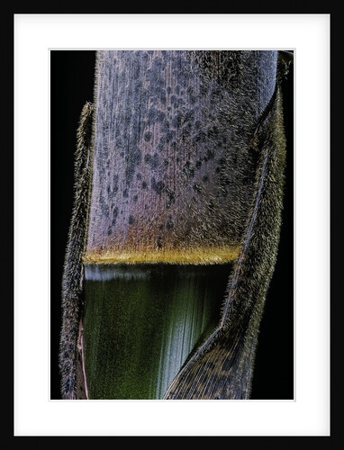 Phyllostachys pubescens (Moso bamboo) - young culm by Anonymous