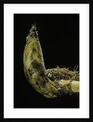 Phyllostachys pubescens (Moso bamboo) - rhizome bud by Anonymous