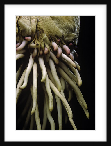 Phyllostachys pubescens (Moso bamboo) - roots by Anonymous
