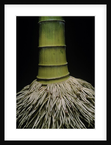Phyllostachys pubescens (Moso bamboo) - roots by Anonymous