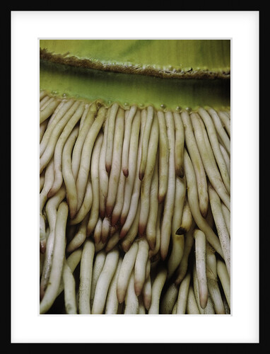 Phyllostachys pubescens (Moso bamboo) - roots by Anonymous