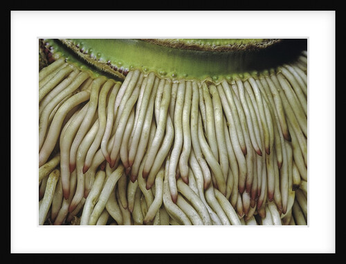 Phyllostachys pubescens (Moso bamboo) - roots by Anonymous