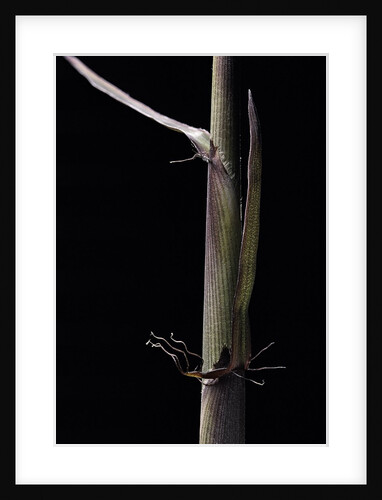 Phyllostachys humilis (bamboo) - shoot by Anonymous