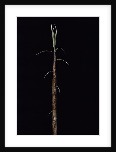 Phyllostachys incarnata (bamboo) - shoot by Anonymous