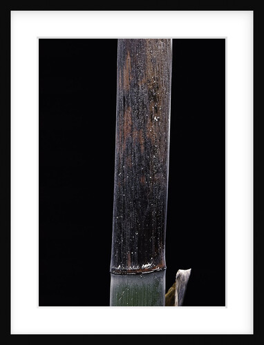 Phyllostachys iridescens (bamboo) - young culm by Anonymous