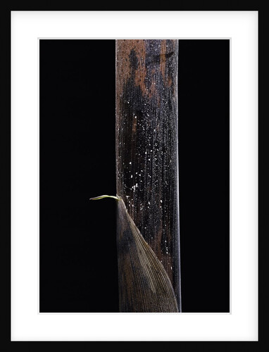 Phyllostachys iridescens (bamboo) - young culm by Anonymous