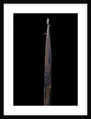 Phyllostachys iridescens (bamboo) - shoot by Anonymous