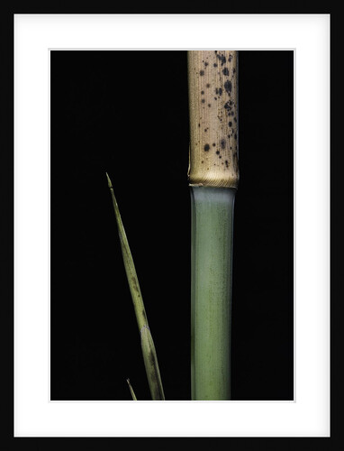Phyllostachys meyeri (Meyer's bambo) - young culm by Anonymous