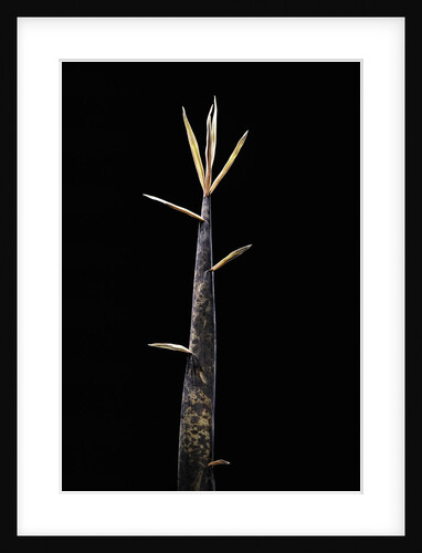 Phyllostachys meyeri (Meyer's bambo) - shoot by Anonymous