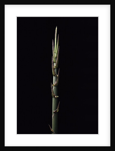 Phyllostachys nidularia (broom bamboo) - shoot by Anonymous