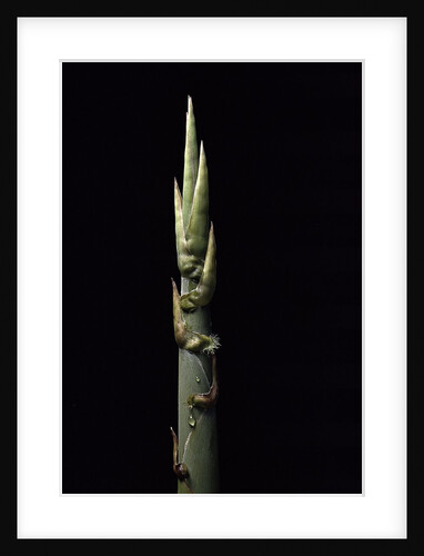 Phyllostachys nidularia (broom bamboo) - shoot by Anonymous