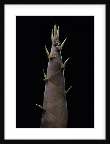 Phyllostachys nigra (black bamboo) - shoot by Anonymous