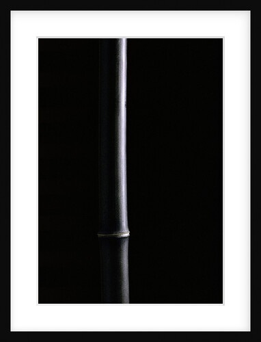 Phyllostachys nigra (black bamboo) by Anonymous