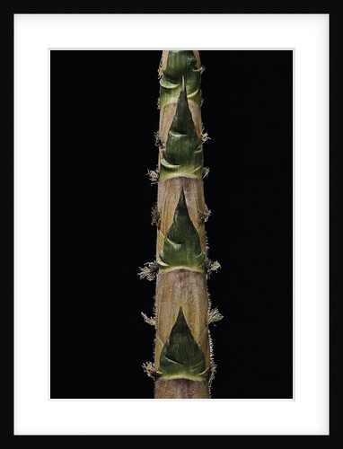 Phyllostachys nigra 'Boryana' (panther bamboo) - shoot by Anonymous