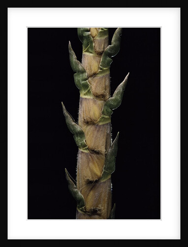 Phyllostachys nigra 'Boryana' (panther bamboo) - shoot by Anonymous