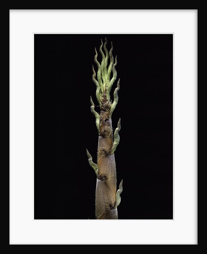 Phyllostachys nigra 'Boryana' (panther bamboo) - shoot by Anonymous