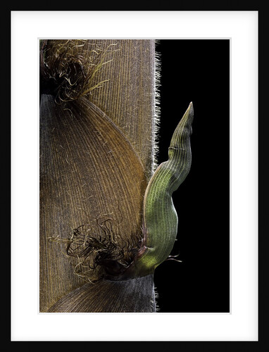 Phyllostachys nigra 'Boryana' (panther bamboo) - detail of culm sheath by Anonymous