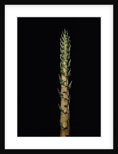 Phyllostachys nigra 'Boryana' (panther bamboo) - shoot by Anonymous