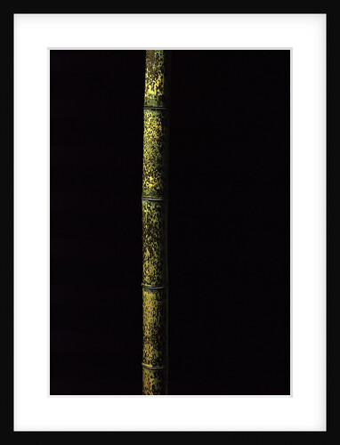 Phyllostachys nigra 'Boryana' (panther bamboo) by Anonymous