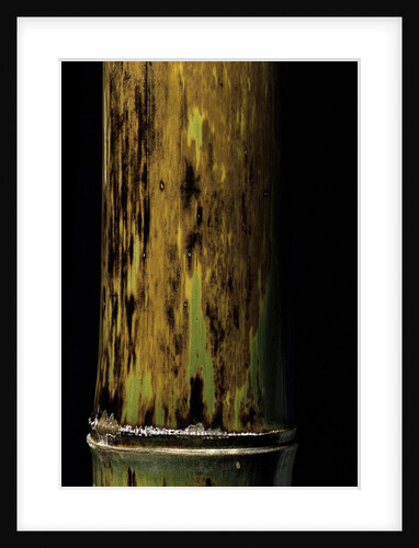 Phyllostachys nigra 'Boryana' (panther bamboo) by Anonymous