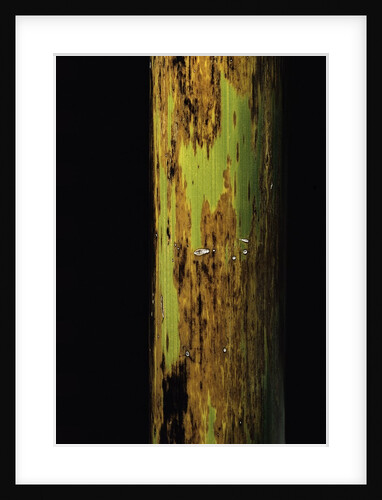 Phyllostachys nigra 'Boryana' (panther bamboo) by Anonymous