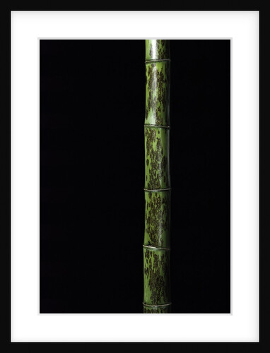 Phyllostachys nigra 'Boryana' (panther bamboo) by Anonymous