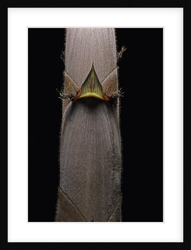 Phyllostachys nigra var. henonis (Henon bamboo) - shoot by Anonymous