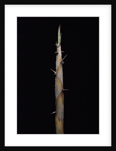 Phyllostachys nigra var. henonis (Henon bamboo) - shoot by Anonymous