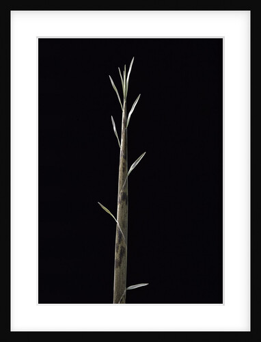 Phyllostachys nuda (nuda bamboo) - shoot by Anonymous