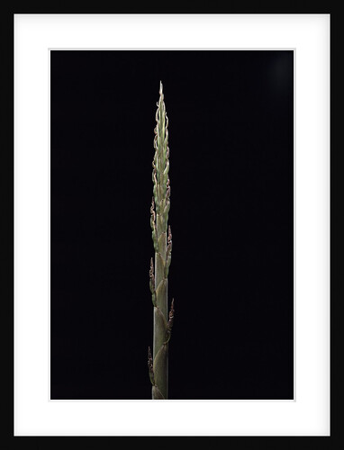 Phyllostachys parvifolia (Anji golden bamboo) - shoot by Anonymous
